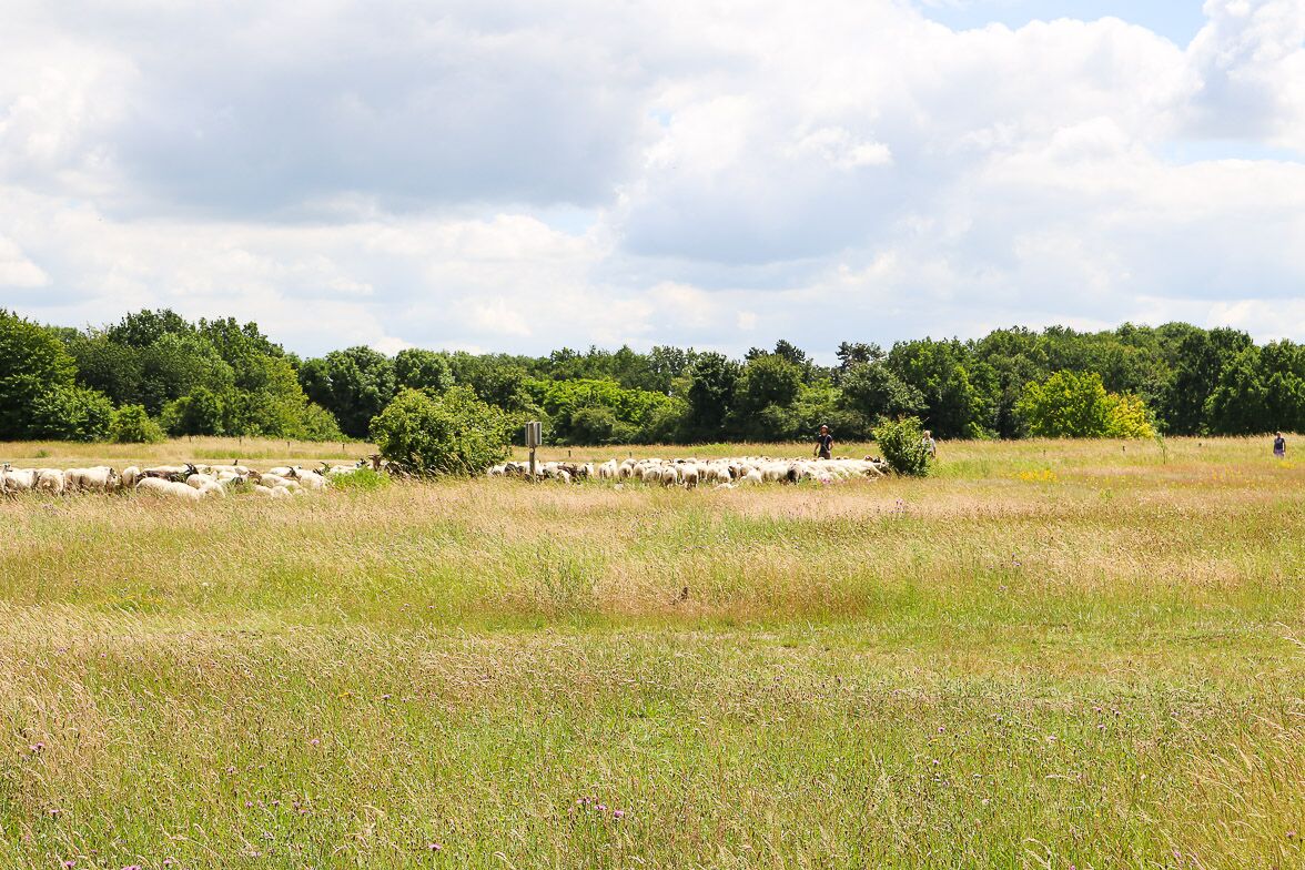 Bijzonder-knapzak-wandeling-schapen