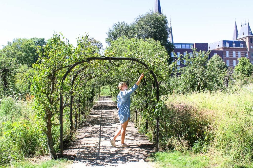 perenhaag-fleur-peren-ursulinentuin-sittard