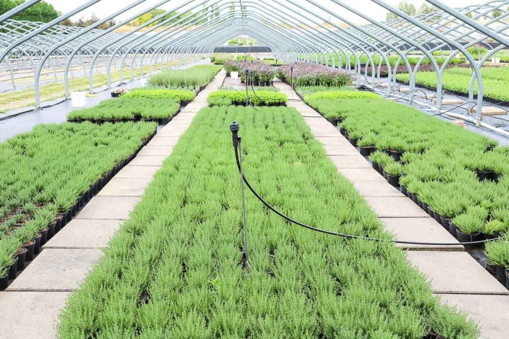 Puur Aroma verschillende kruiden 1024x682 1