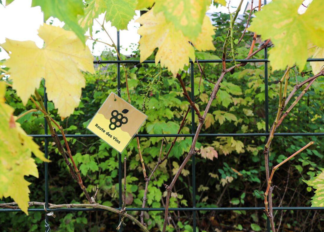 Route-des-vins