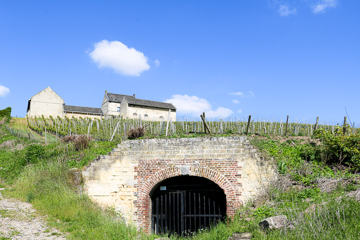 apostelhoeve-bovino-hoeve