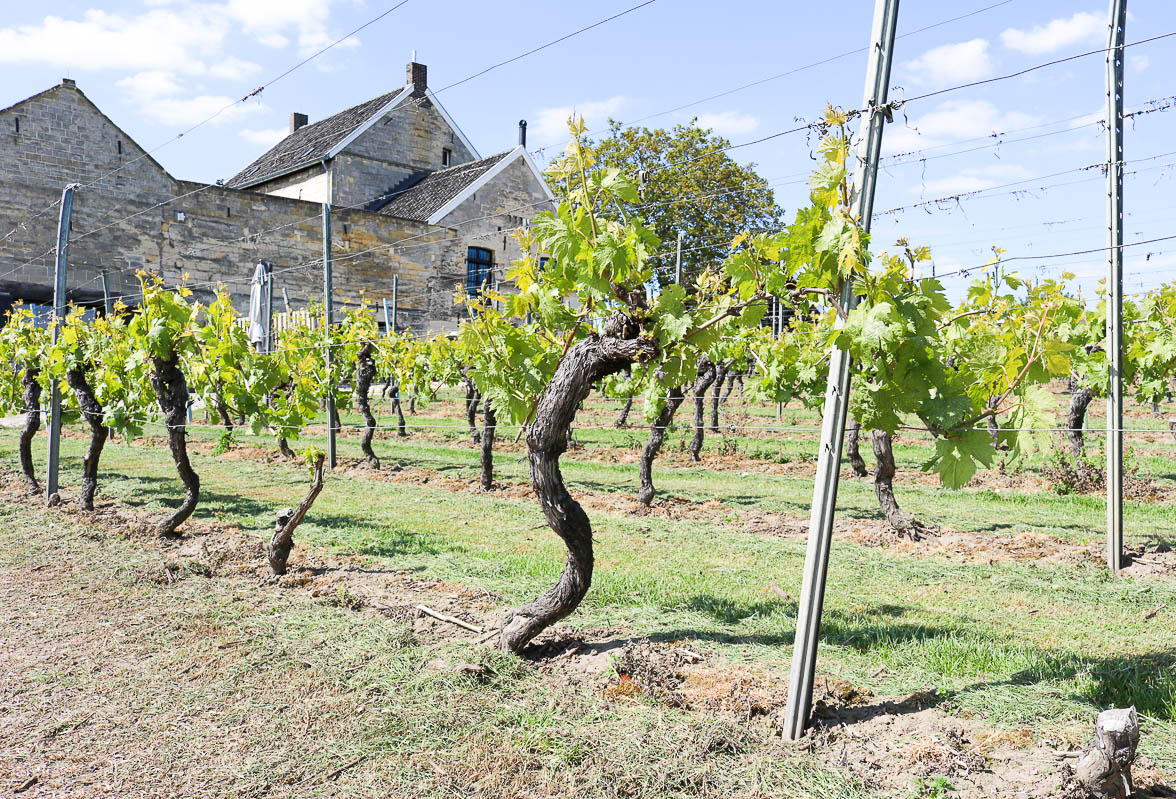 apostelhoeve-bovino-oudste-boom