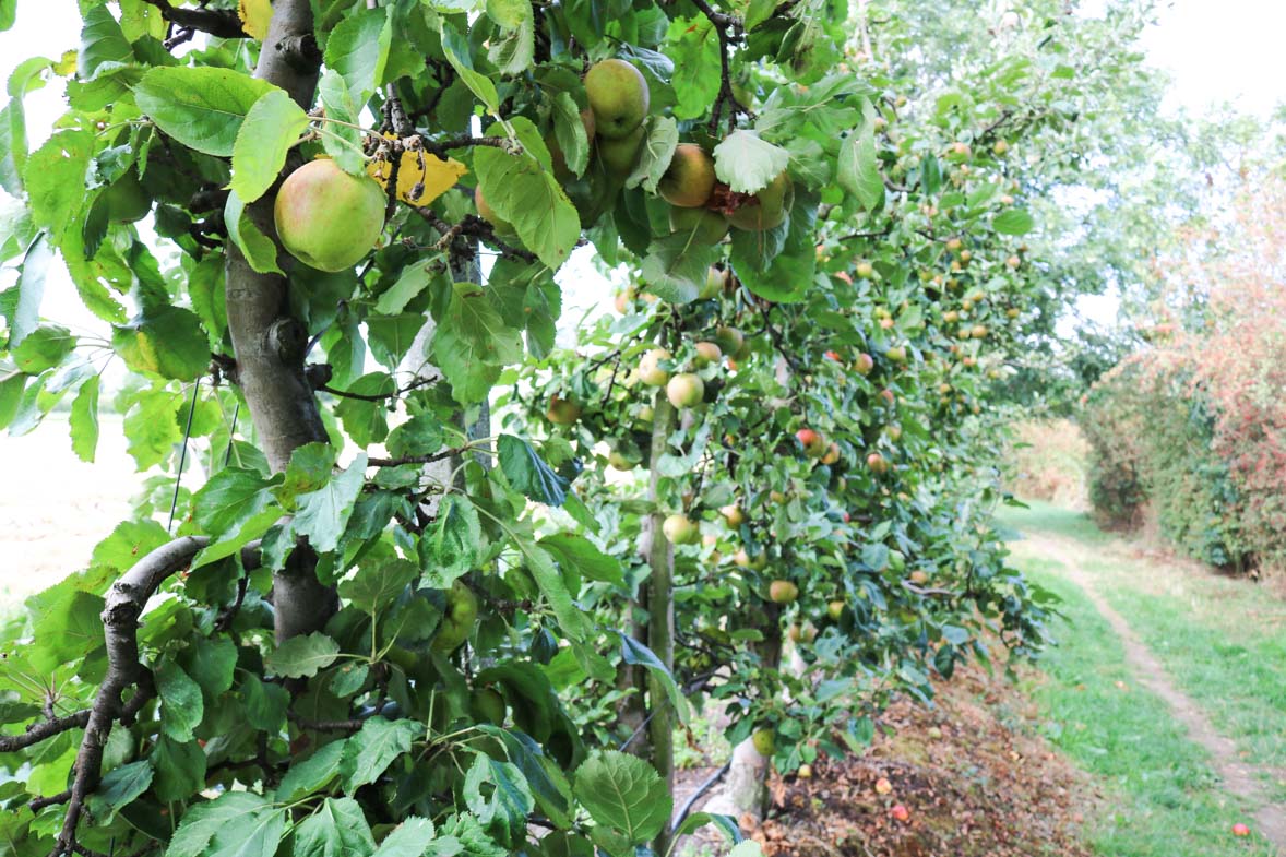 bedandbreakfast-appels