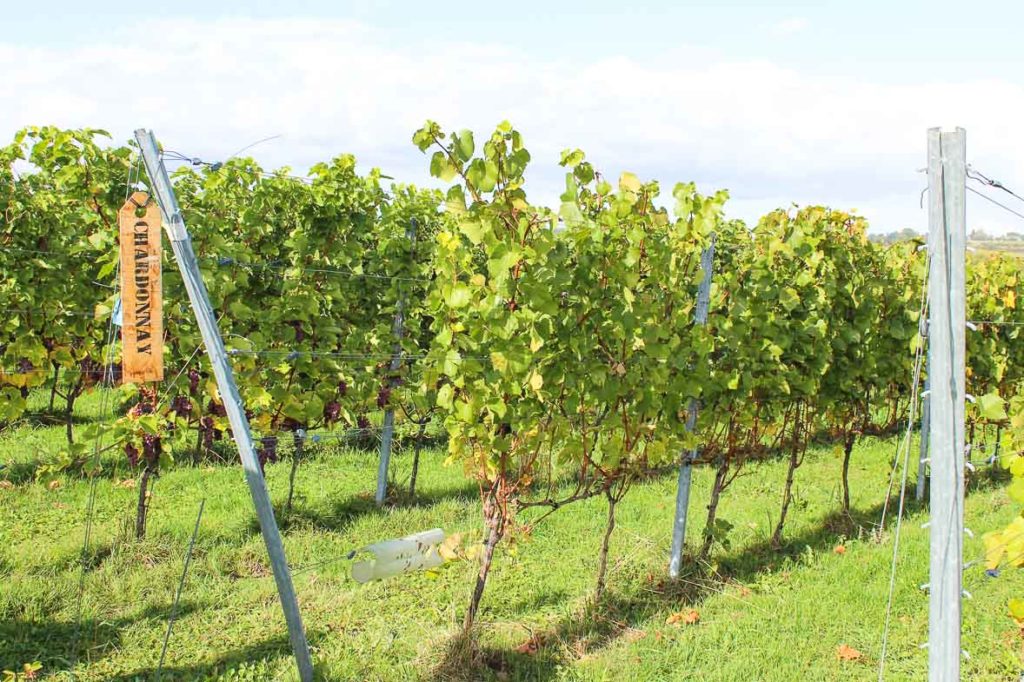chardonnay-wijngaard-domein-holset