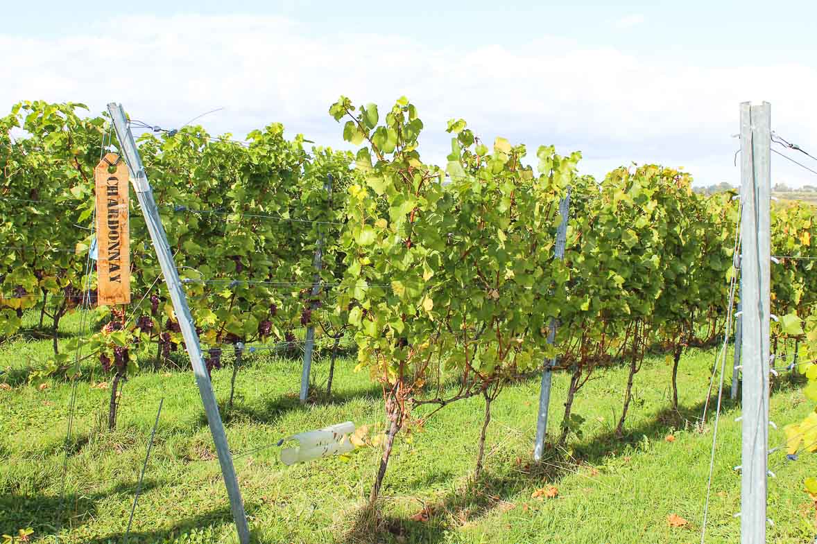 chardonnay-wijngaard-domein-holset