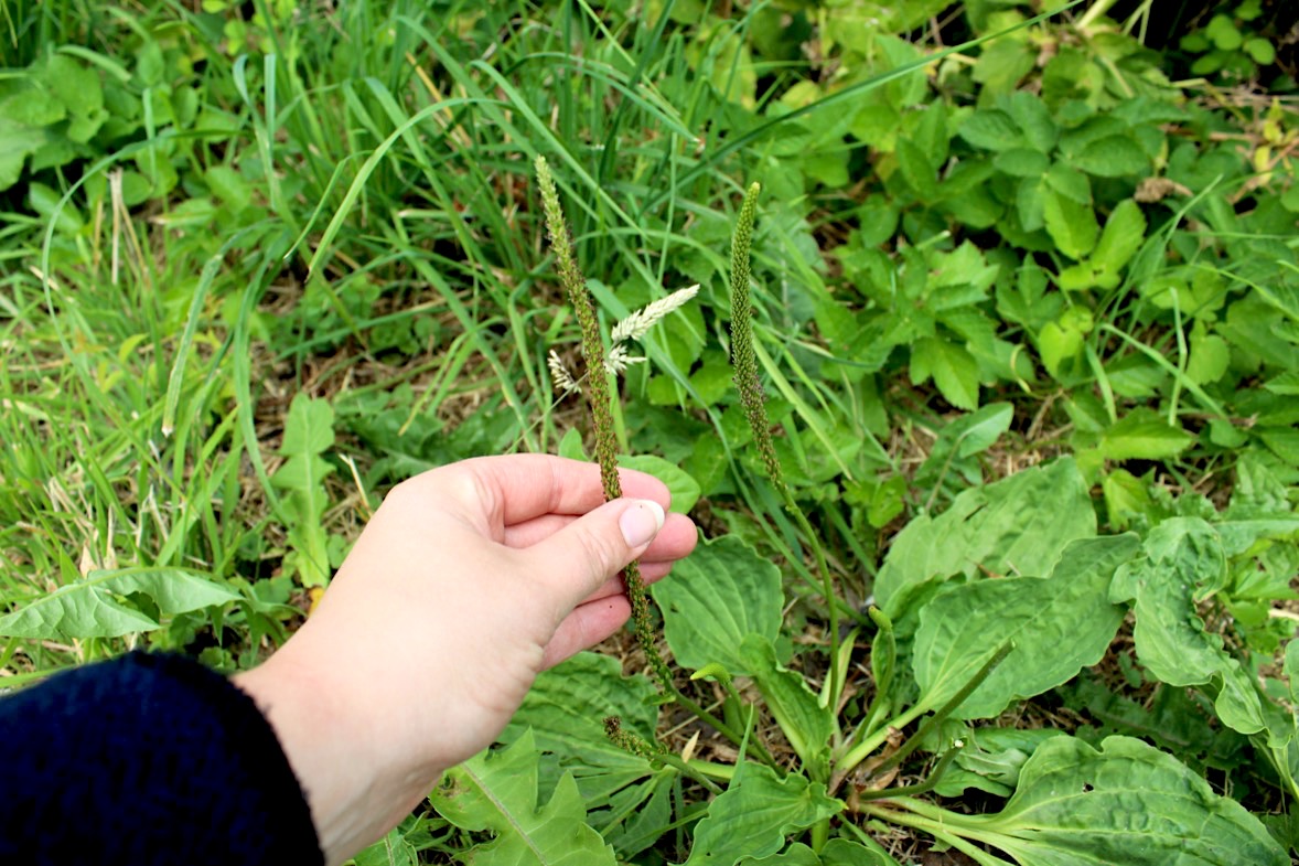kruidenwandeling-weegbree