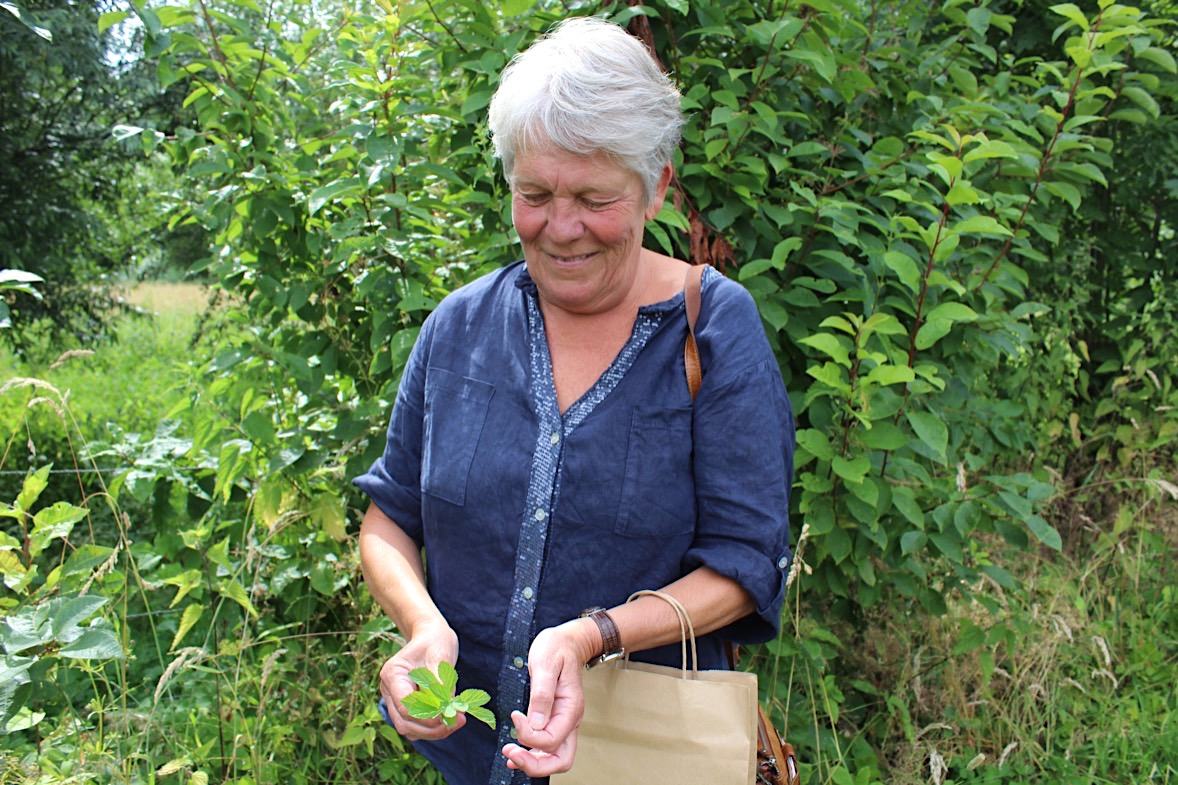 kruidenwandeling-zevenblad