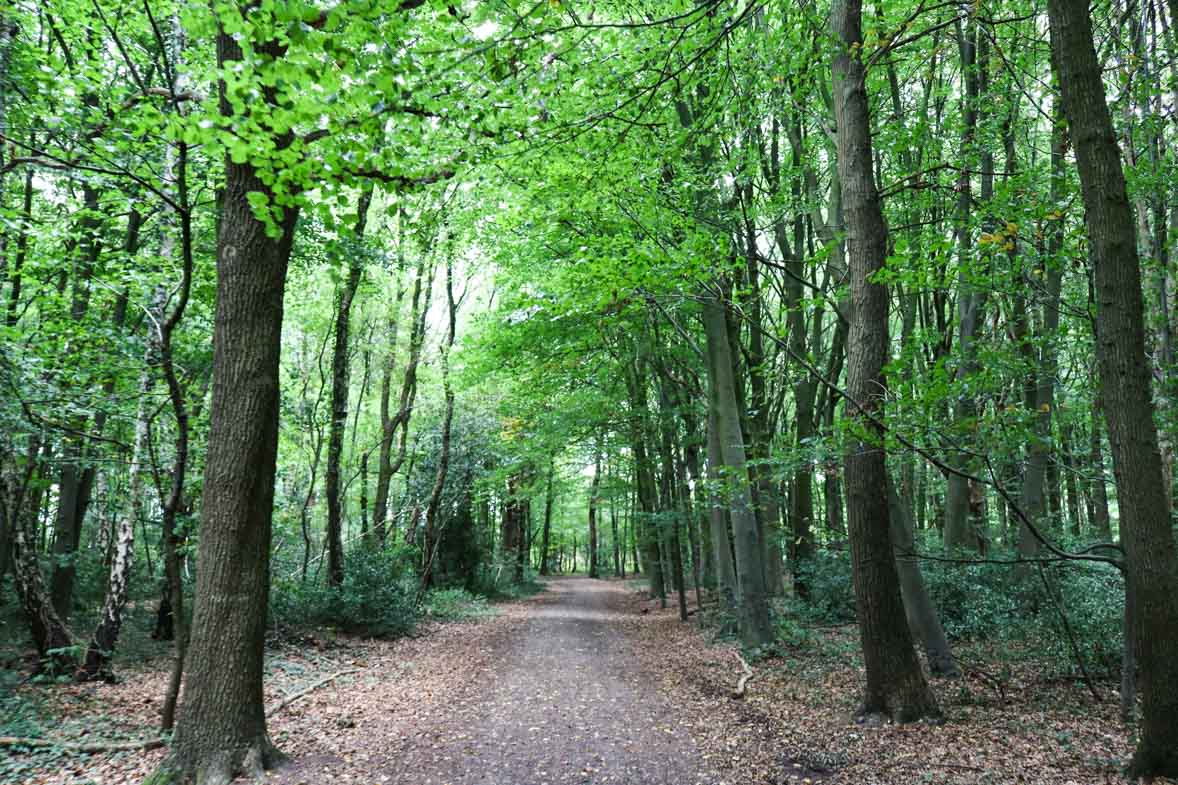 wandelen-bos