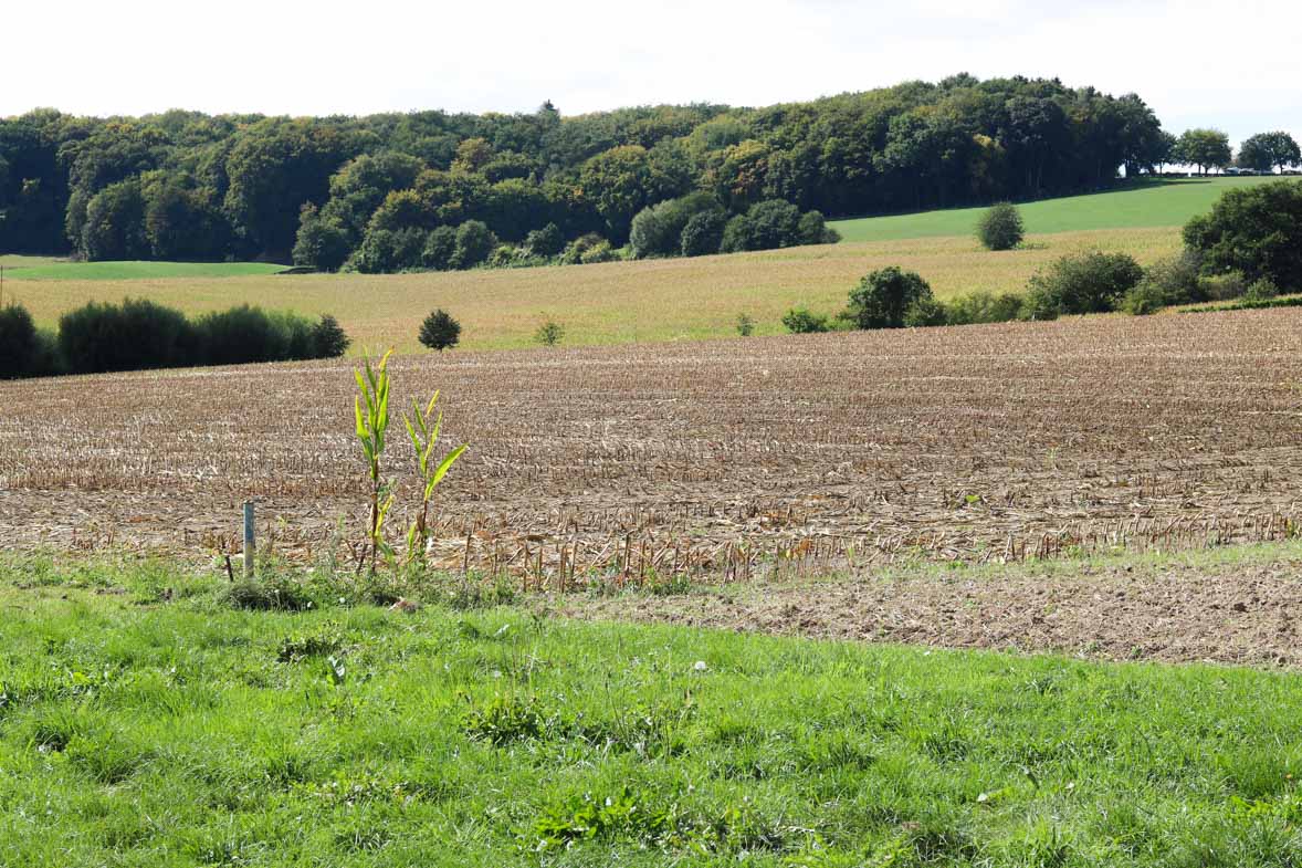wandelen-bos-eenzame-mais